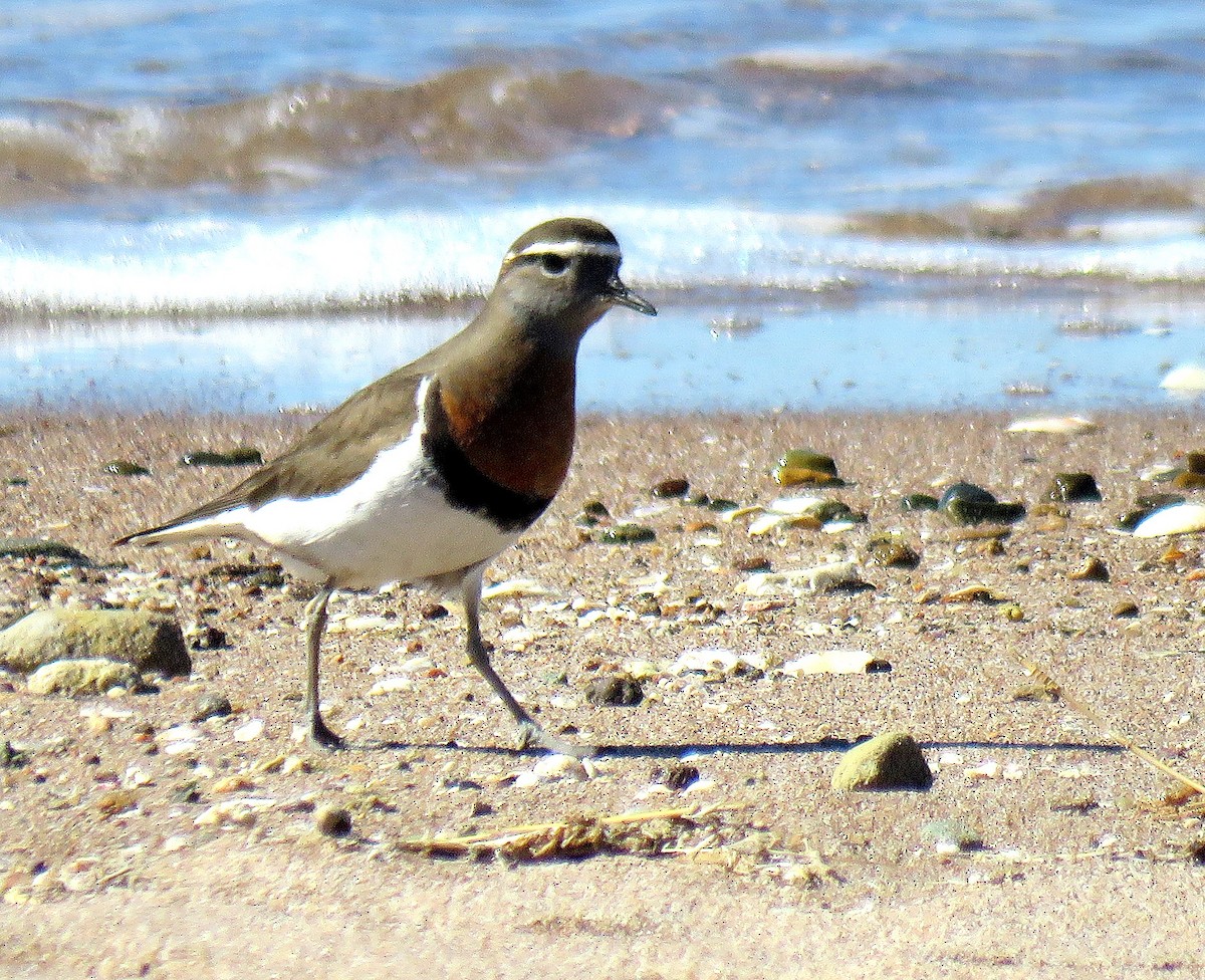 Rufous-chested Dotterel - Julián Tocce