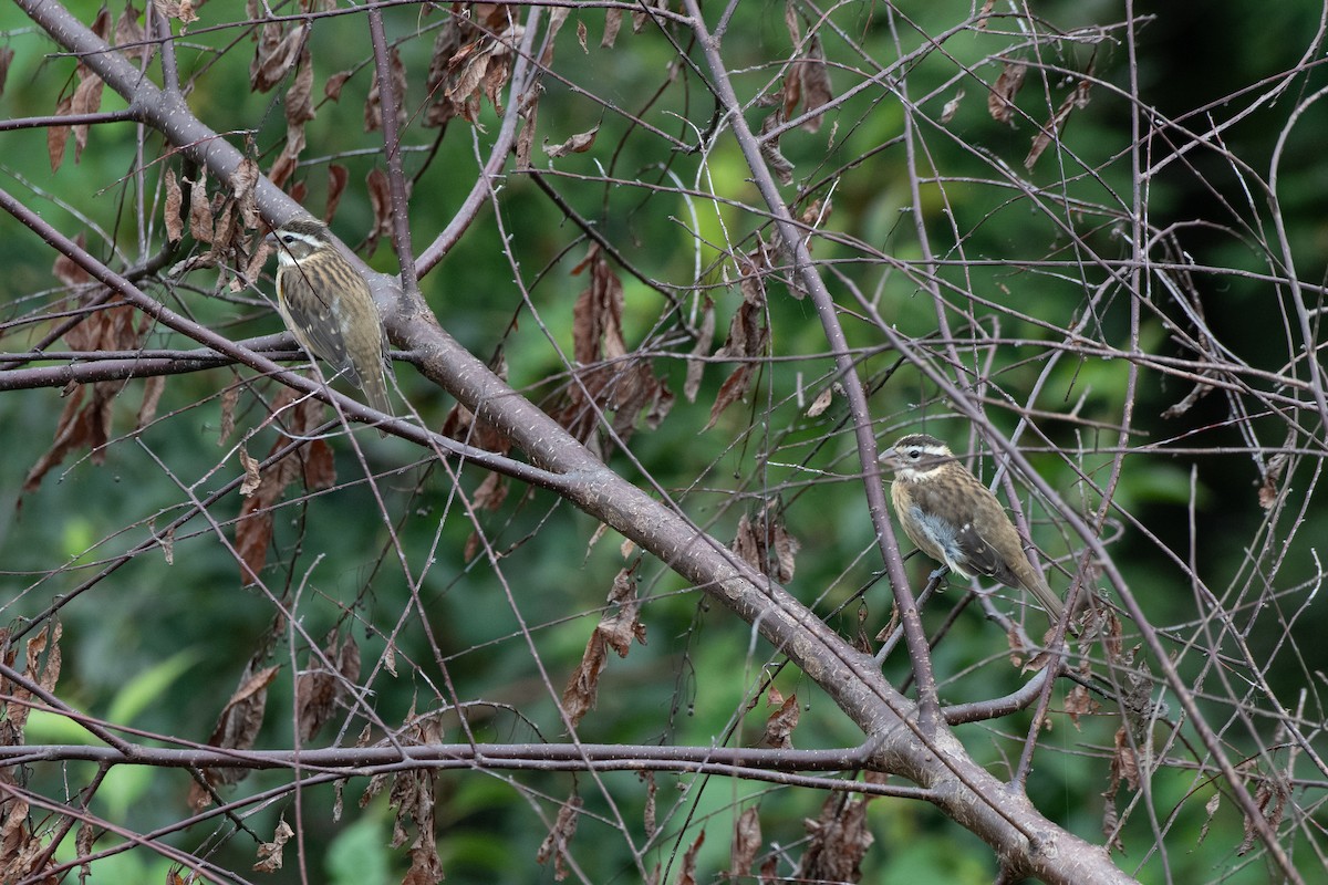 Rose-breasted Grosbeak - ML177339231