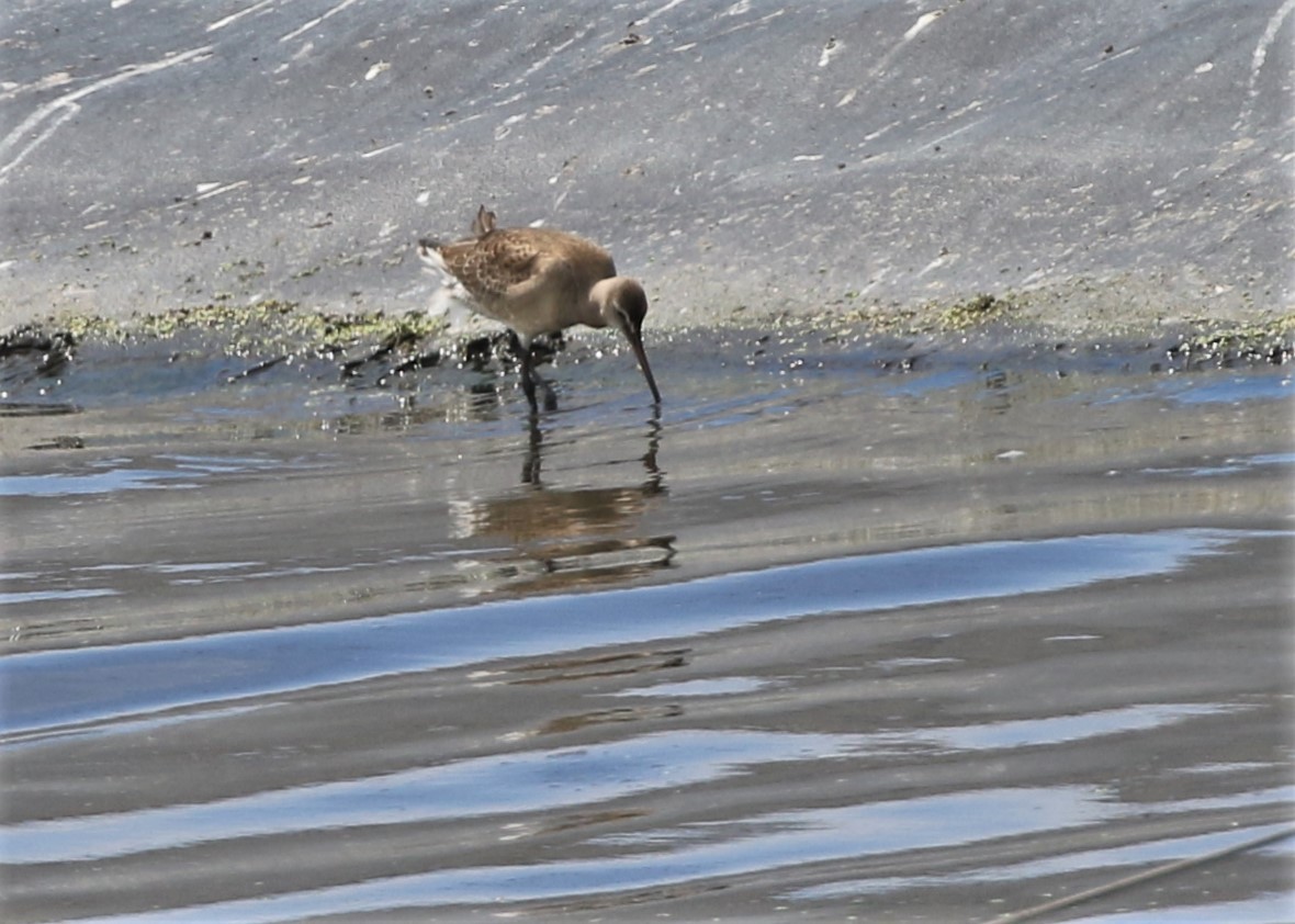 Hudsonian Godwit - ML177339431