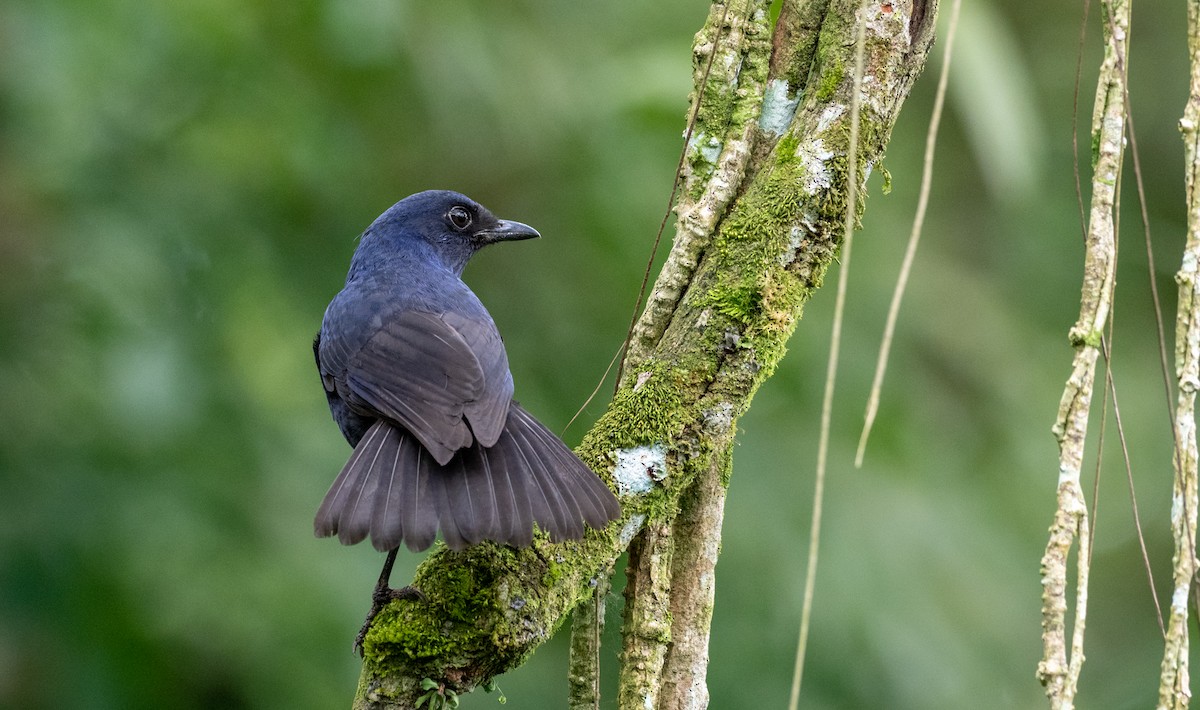 Javan Whistling-Thrush - Forest Botial-Jarvis