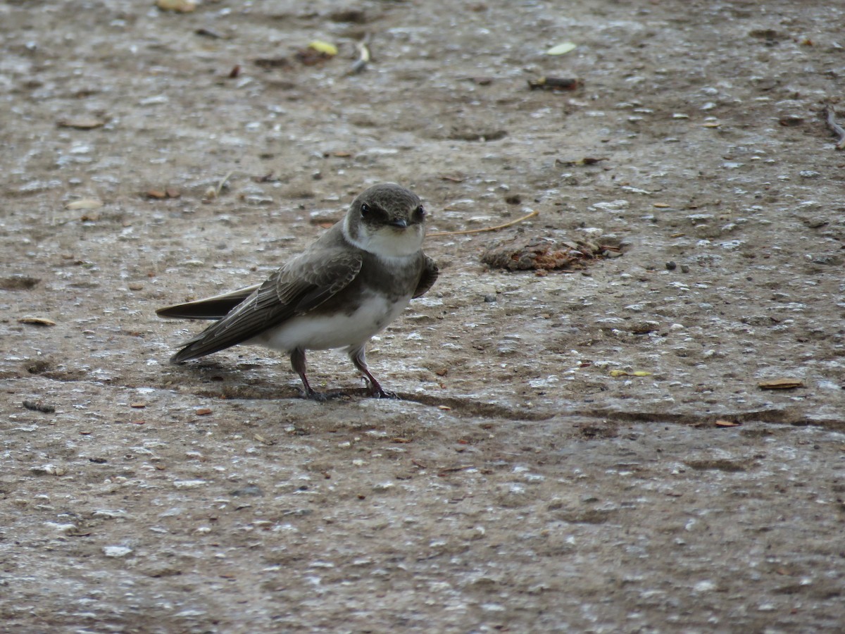 Bank Swallow - ML177340051