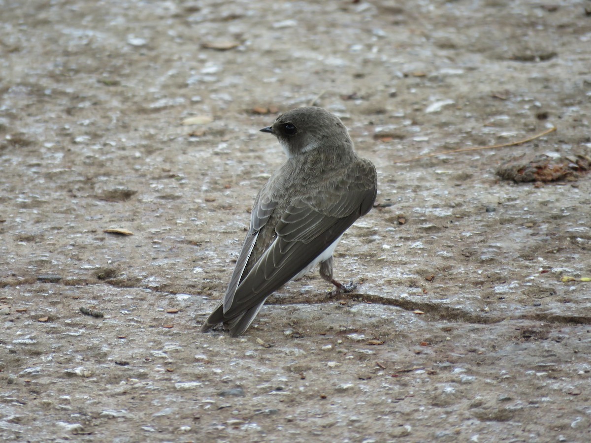 Bank Swallow - ML177340371