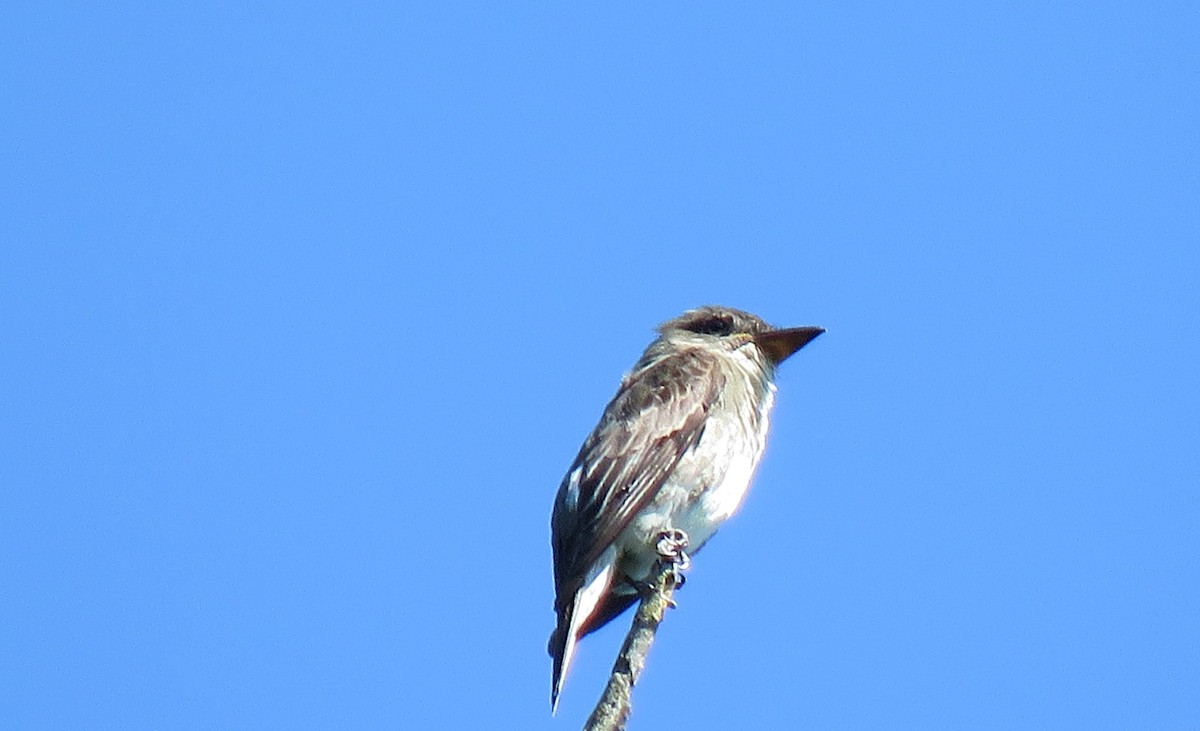 Olive-sided Flycatcher - ML177340391