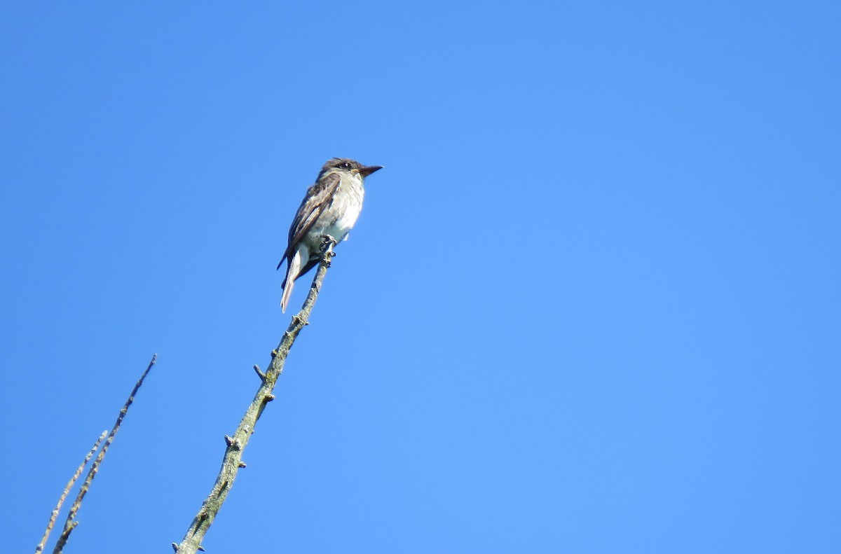 Olive-sided Flycatcher - ML177340401