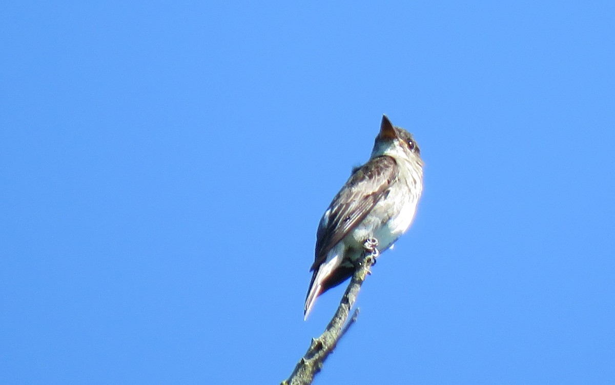 Olive-sided Flycatcher - ML177340411