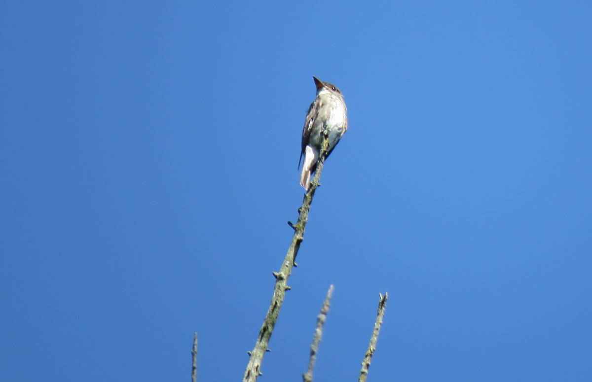 Olive-sided Flycatcher - ML177340421