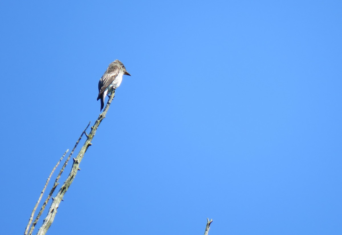 Olive-sided Flycatcher - Debbie Beer