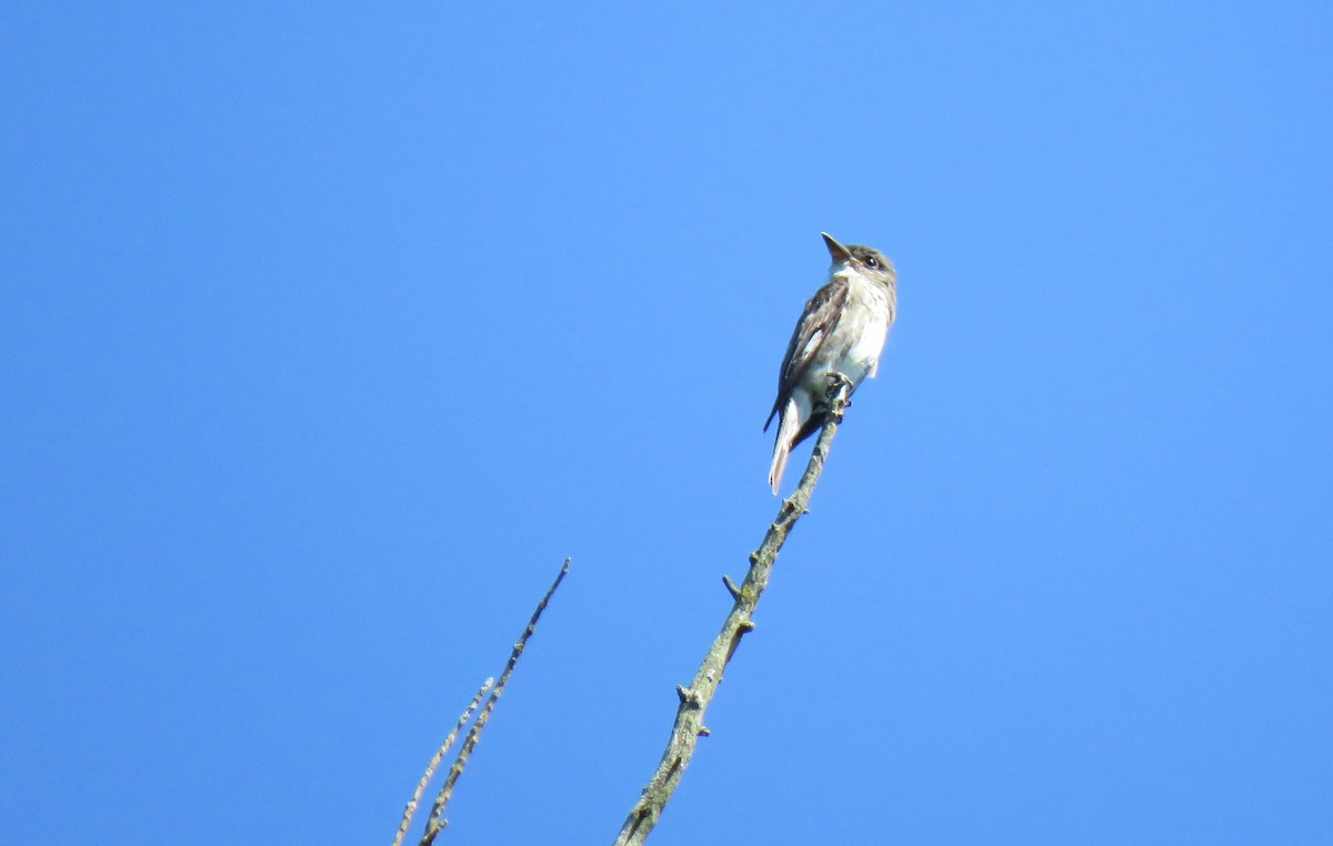 Olive-sided Flycatcher - ML177340451