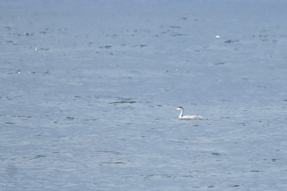 Clark's Grebe - ML177341081