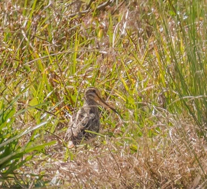 Latham's Snipe - Louise Summerhayes