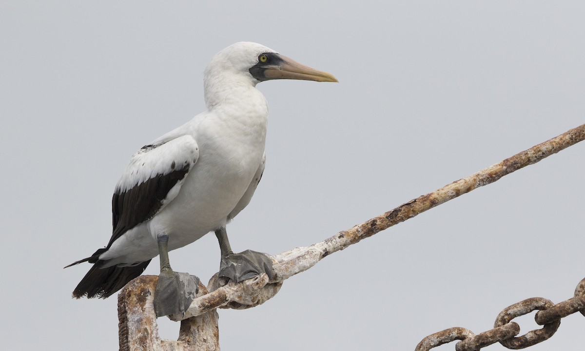 Nazca Booby - ML177341921