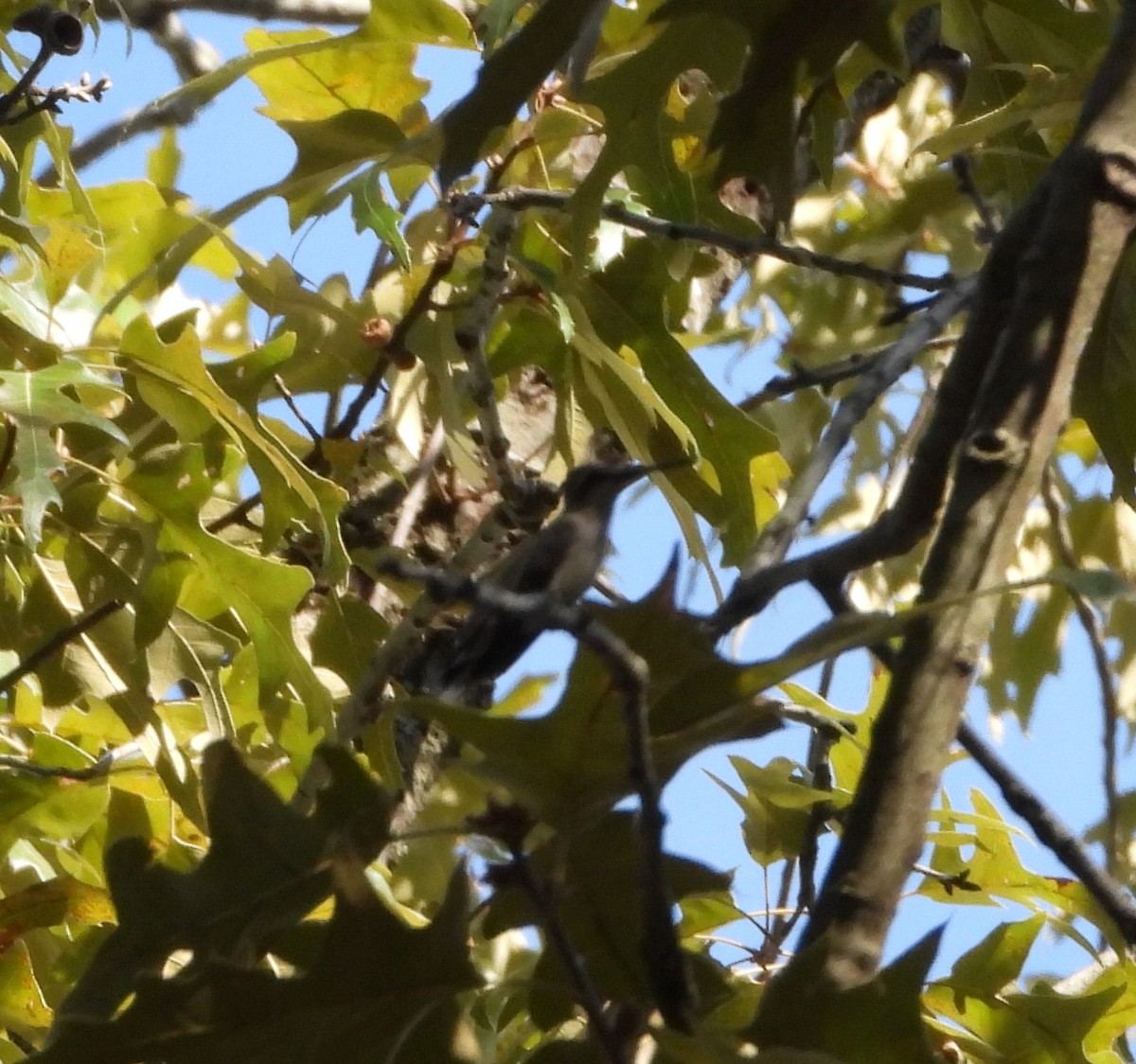 Ruby-throated Hummingbird - ML177343861