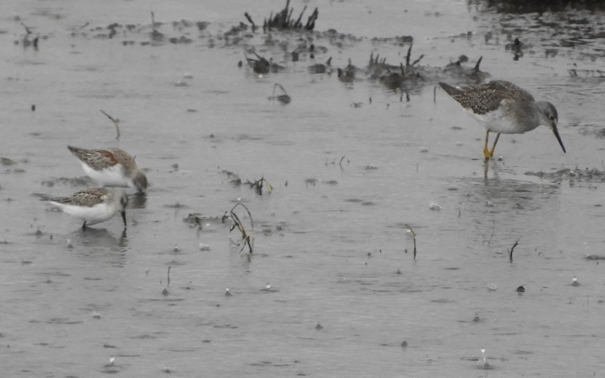 Western Sandpiper - Peter Olsoy