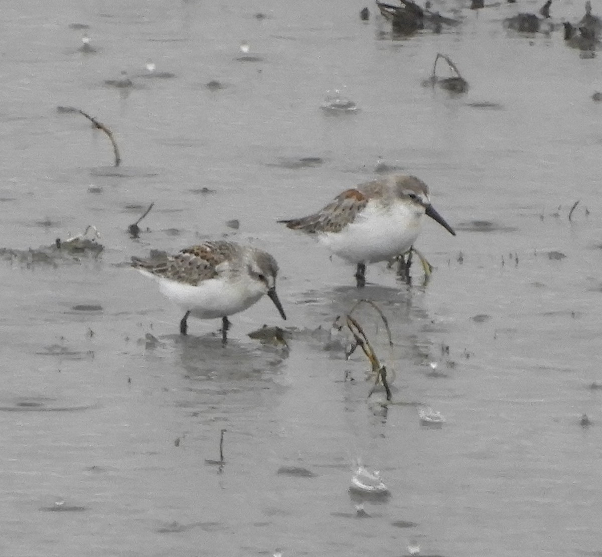 Western Sandpiper - Peter Olsoy