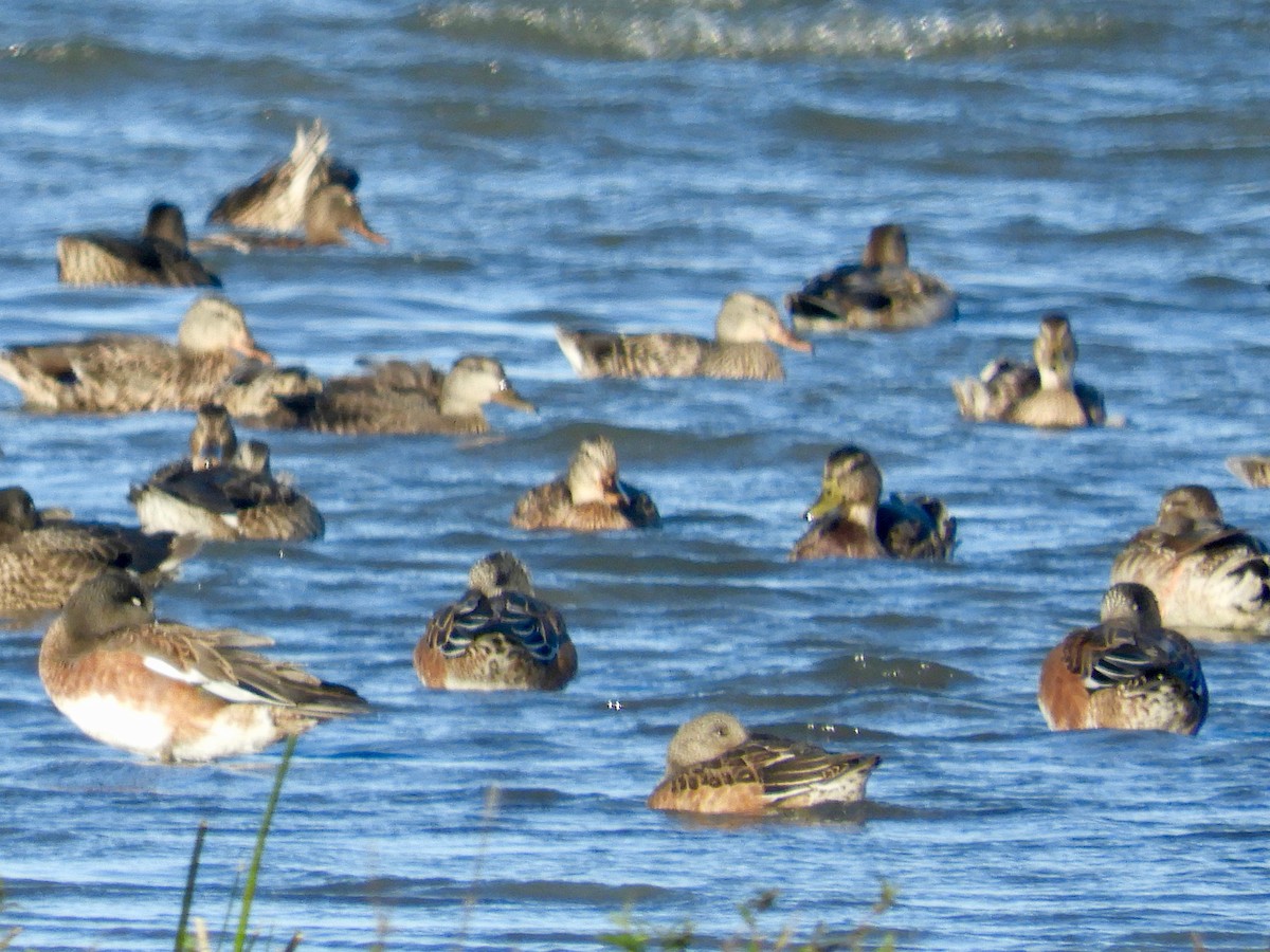 American Wigeon - ML177344821