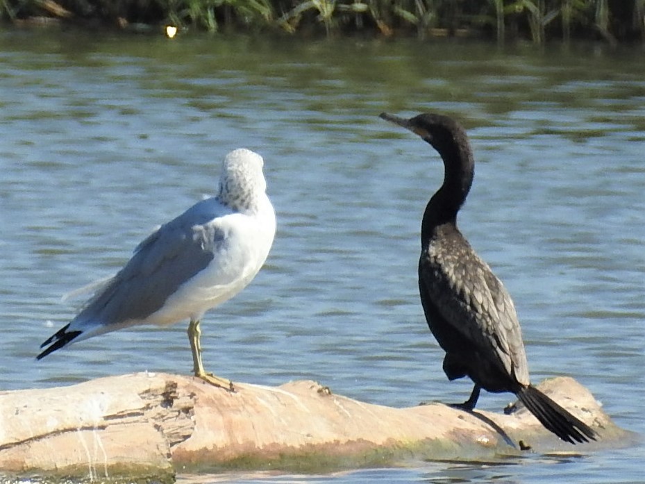 Neotropic Cormorant - Janine Robin