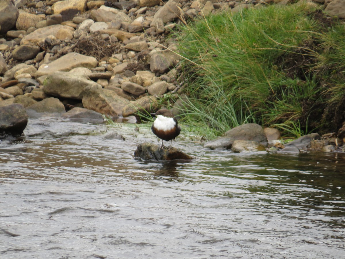 White-throated Dipper - Martin Powney