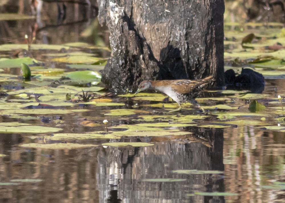 Baillon's Crake - ML177346611