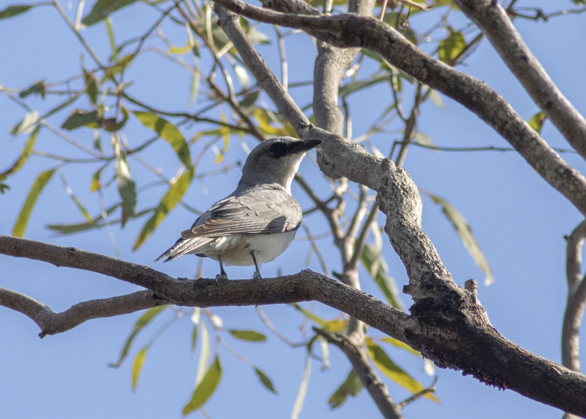 White-bellied Cuckooshrike - ML177347391