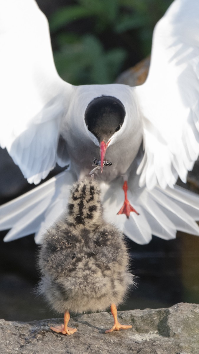 Arctic Tern - Bryan Calk