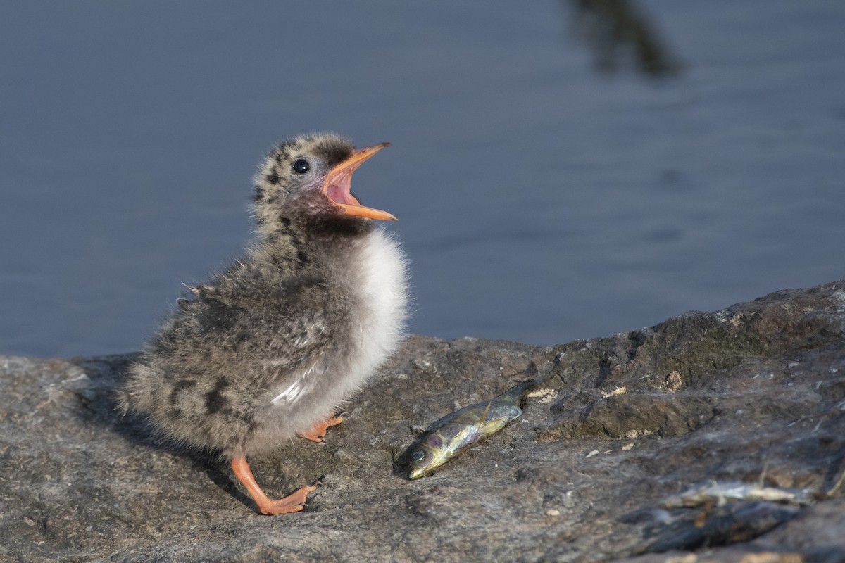 Arctic Tern - Bryan Calk