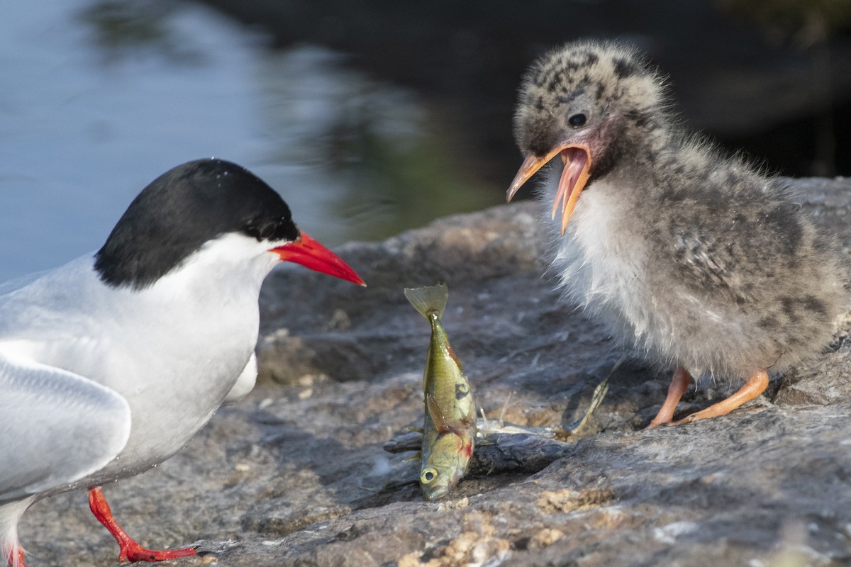 Arctic Tern - Bryan Calk