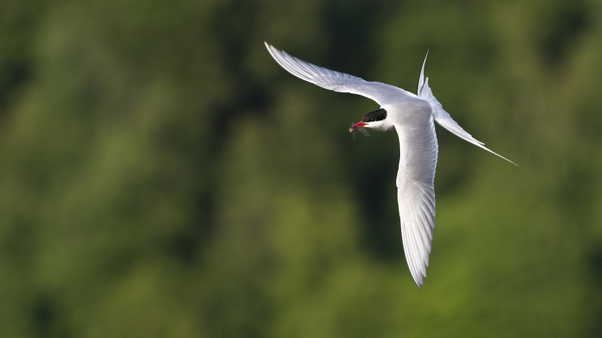 Arctic Tern - Bryan Calk