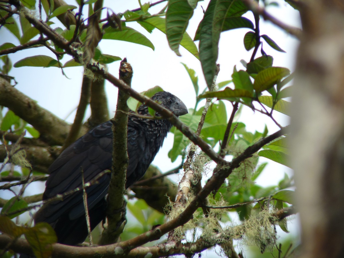 Smooth-billed Ani - ML177351241