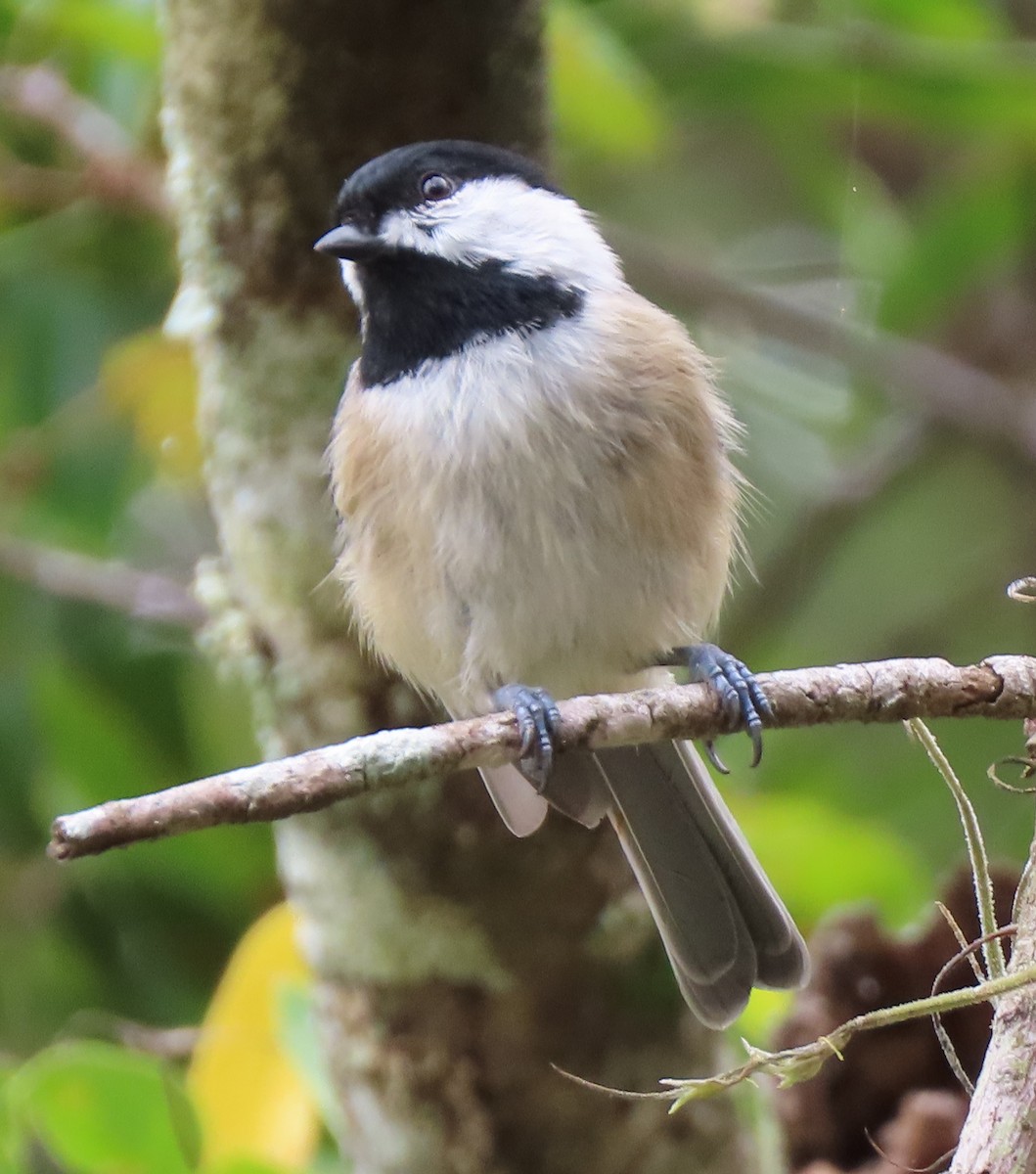 Carolina Chickadee - ML177351441