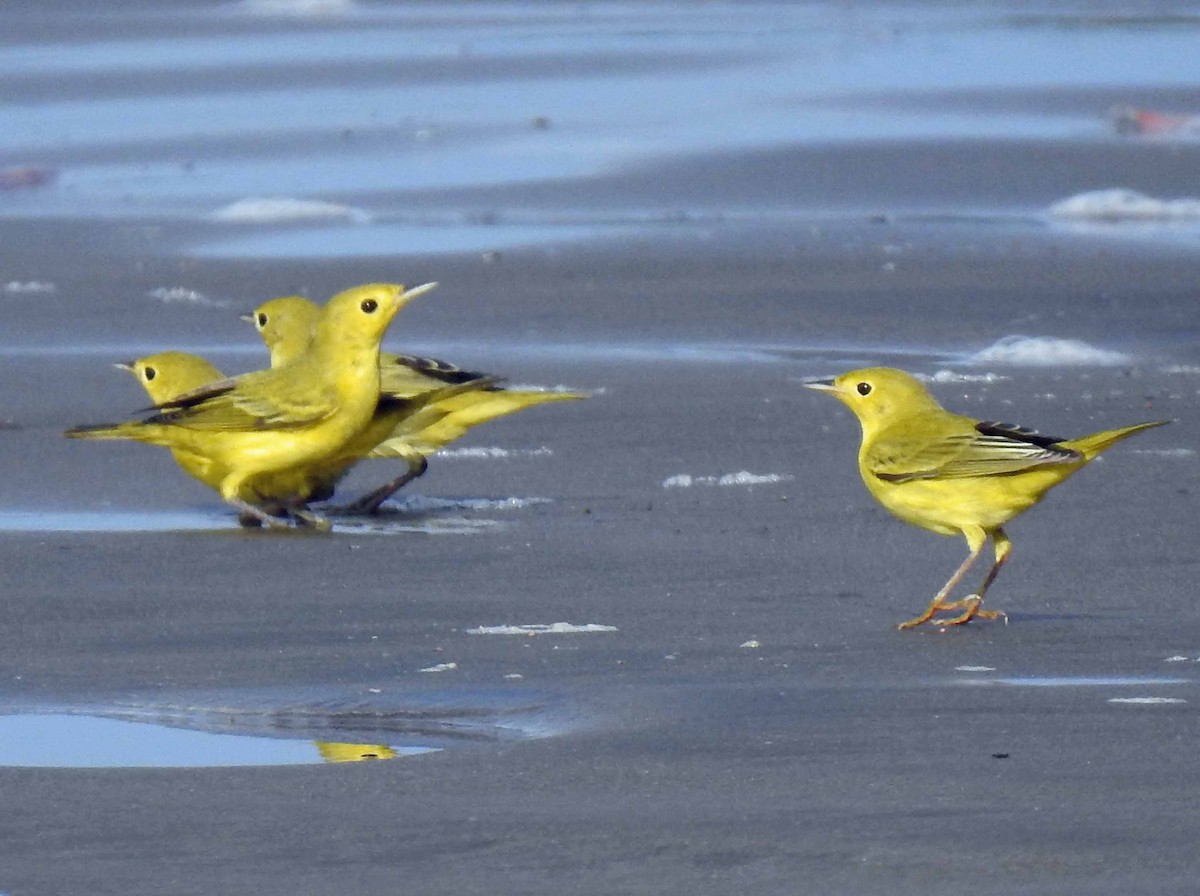 Yellow Warbler - ML177351641