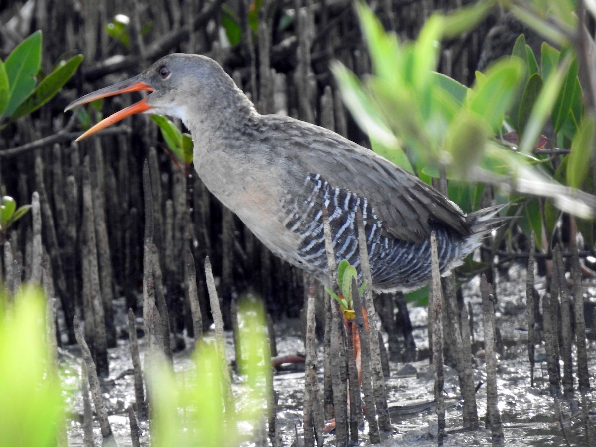 Mangrove Rail - ML177351711