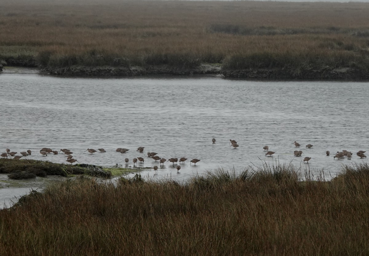 Marbled Godwit - ML177352331