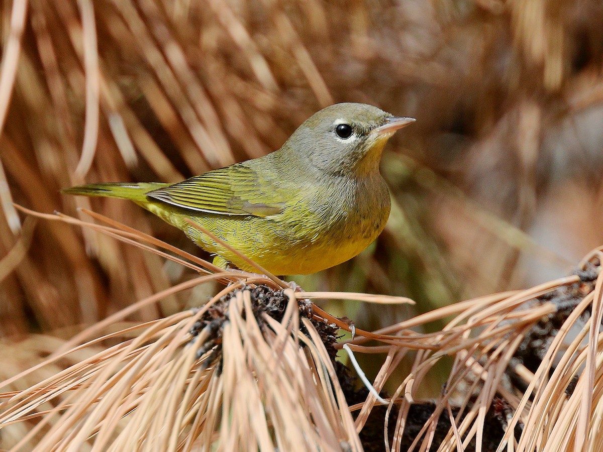 MacGillivray's Warbler - ML177352971