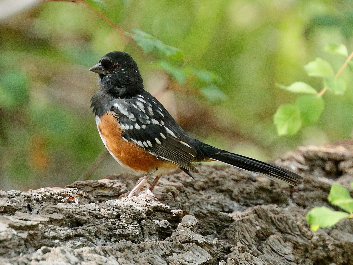 Spotted Towhee - Bob Walker