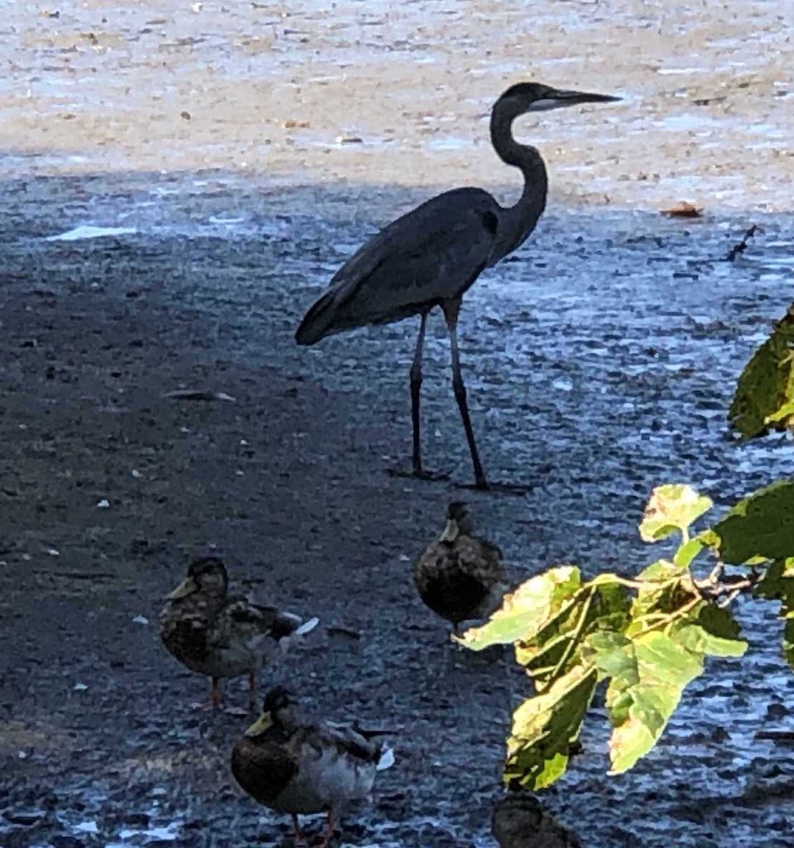 Great Blue Heron - ML177354031