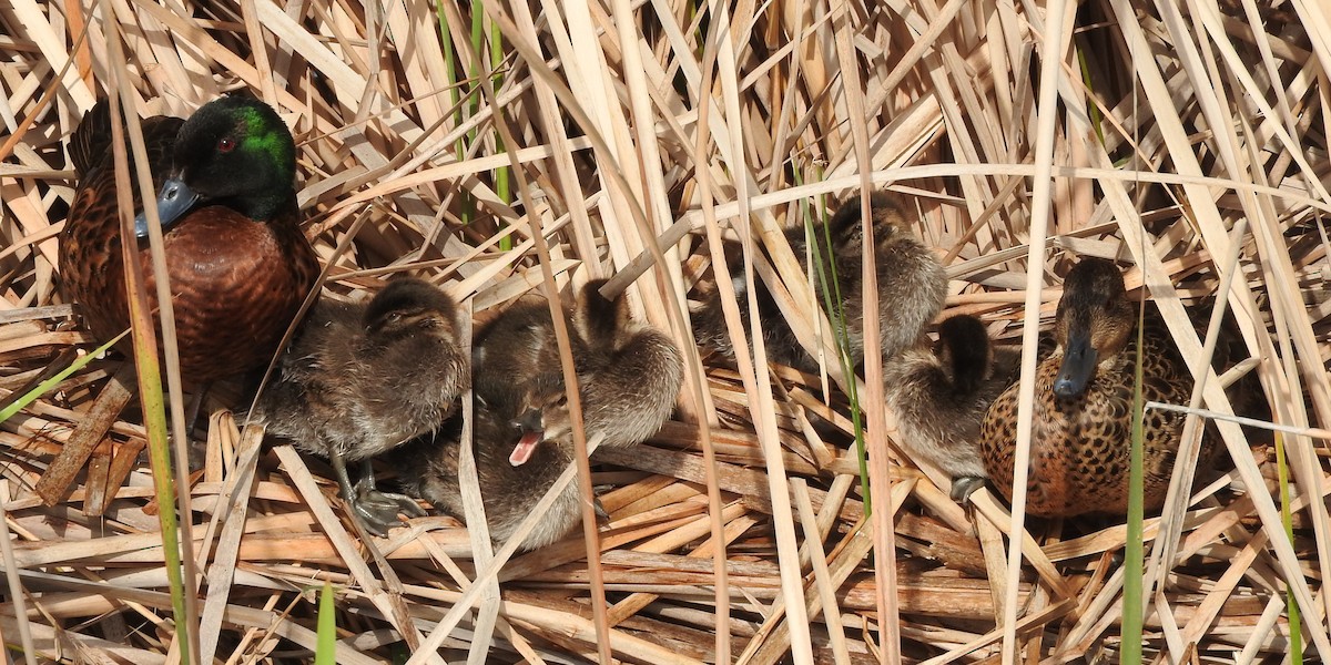 Chestnut Teal - ML177356371