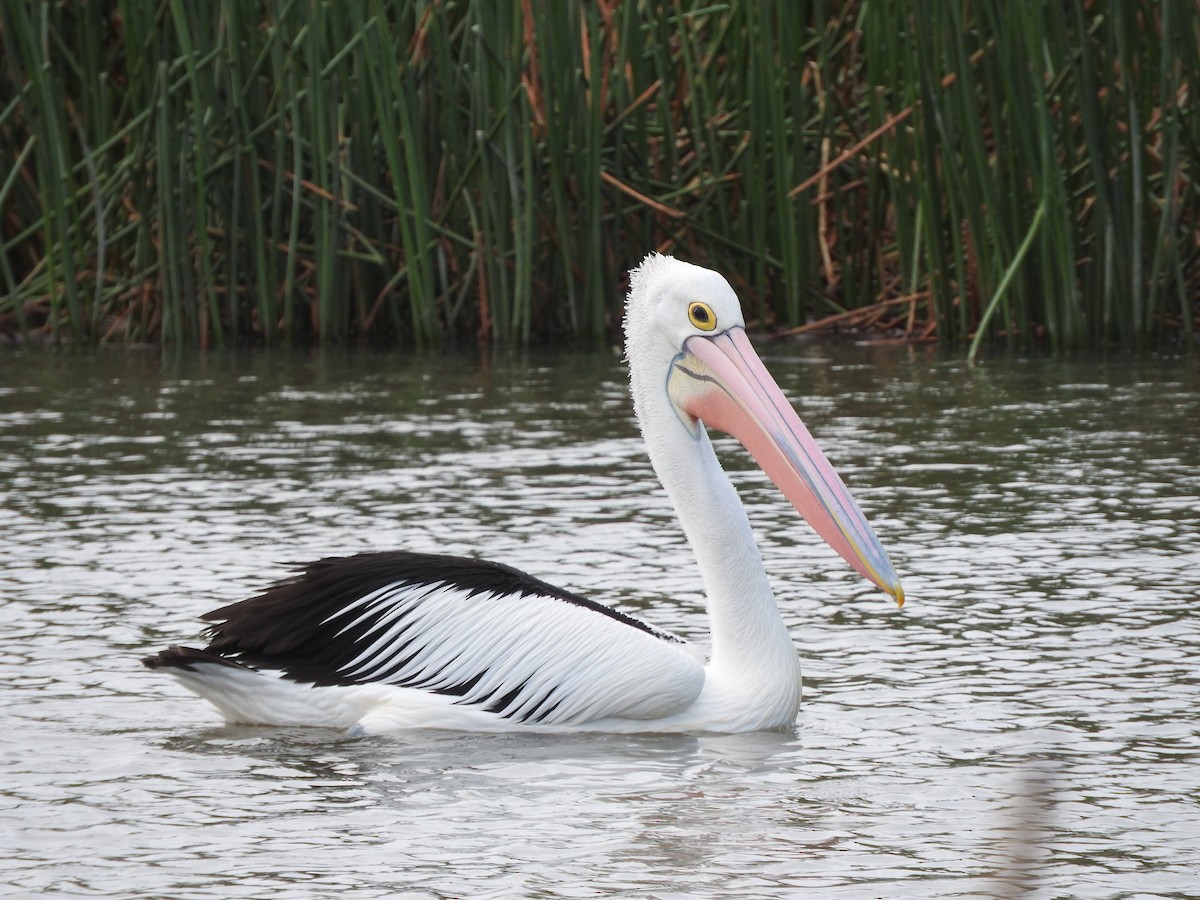 Australian Pelican - ML177356851