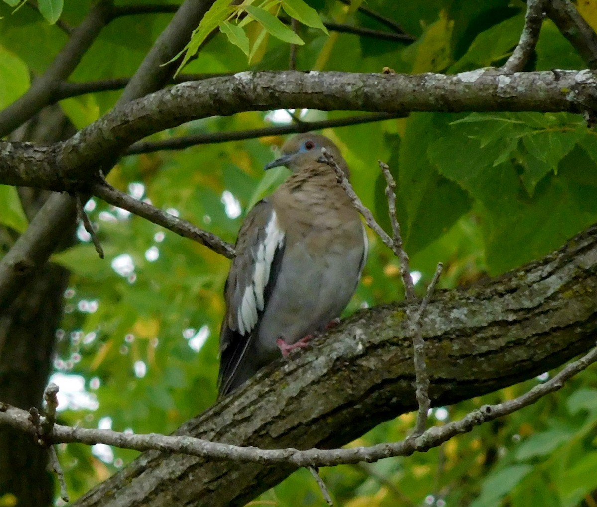 White-winged Dove - ML177358461