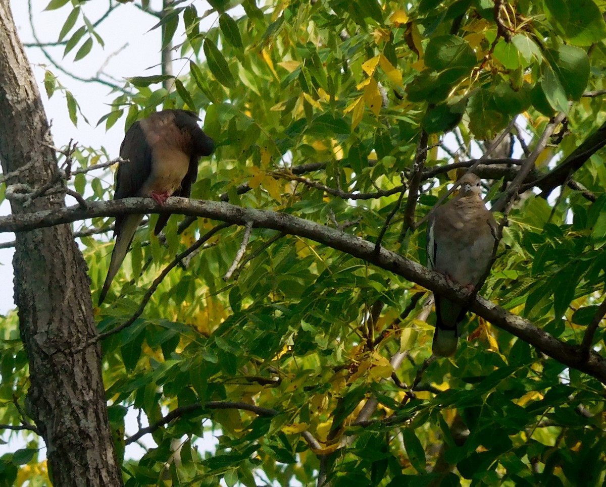 White-winged Dove - ML177358631