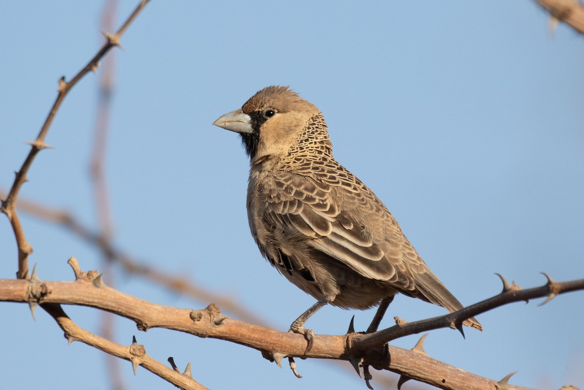 Sociable Weaver - Robert Lewis