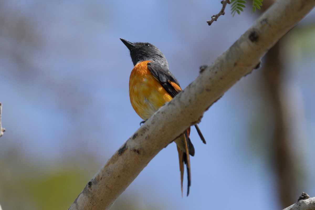 Small Minivet - Michael Fuhrer