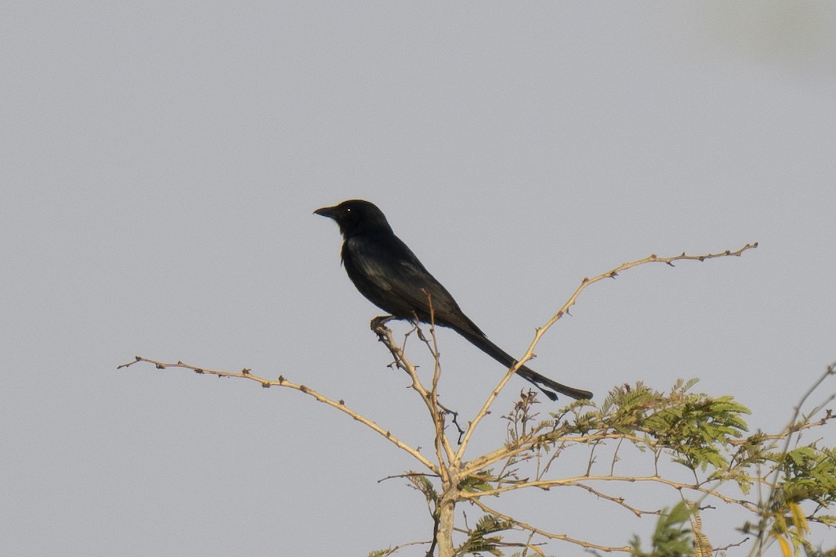 Black Drongo - ML177360461