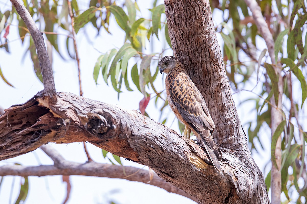 Red Goshawk - Laurie Ross | Tracks Birding & Photography Tours
