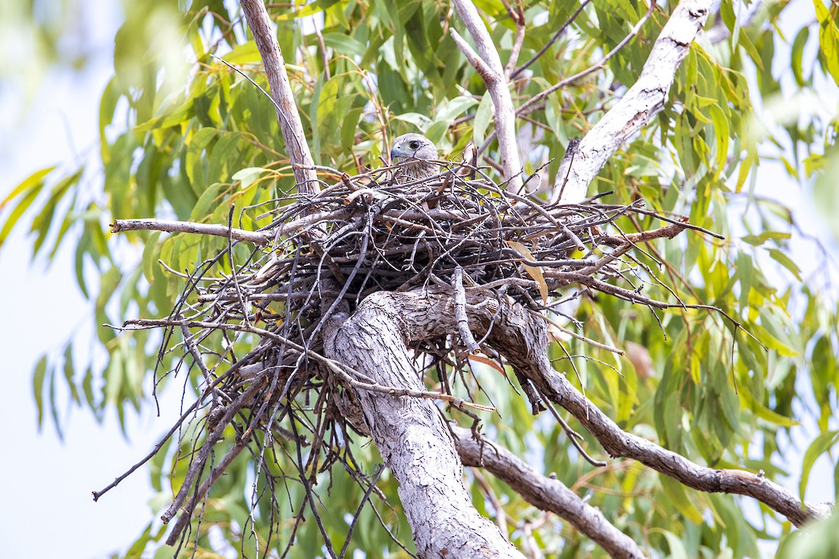 Red Goshawk - Laurie Ross | Tracks Birding & Photography Tours