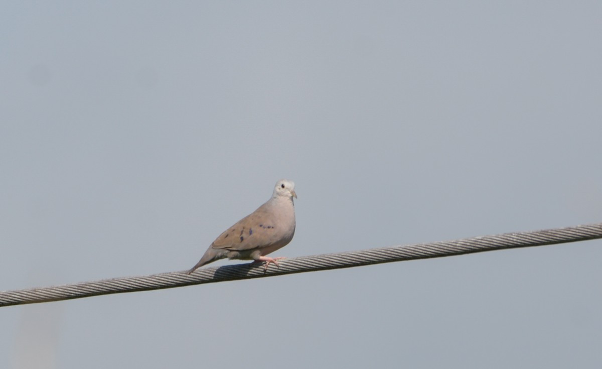 Plain-breasted Ground Dove - Luis Trinchan