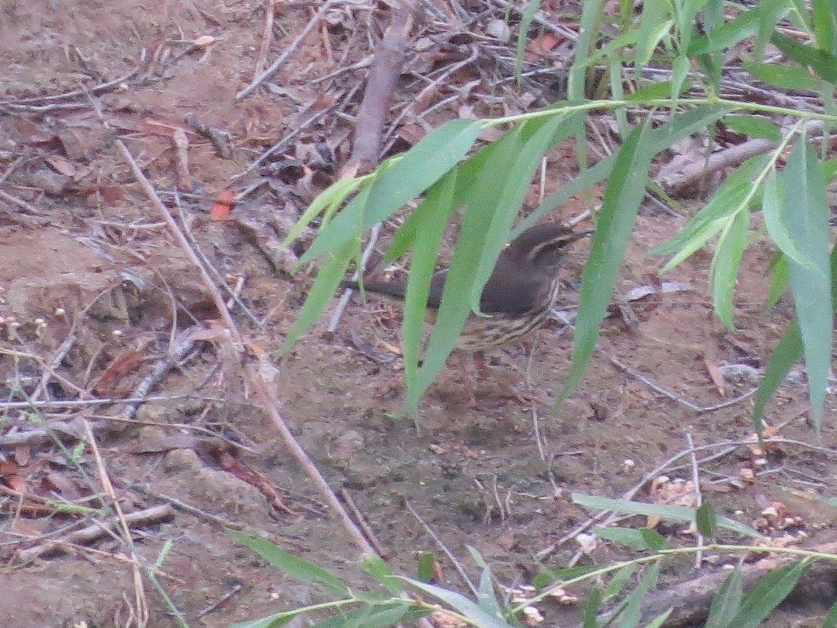 Northern Waterthrush - ML177364191