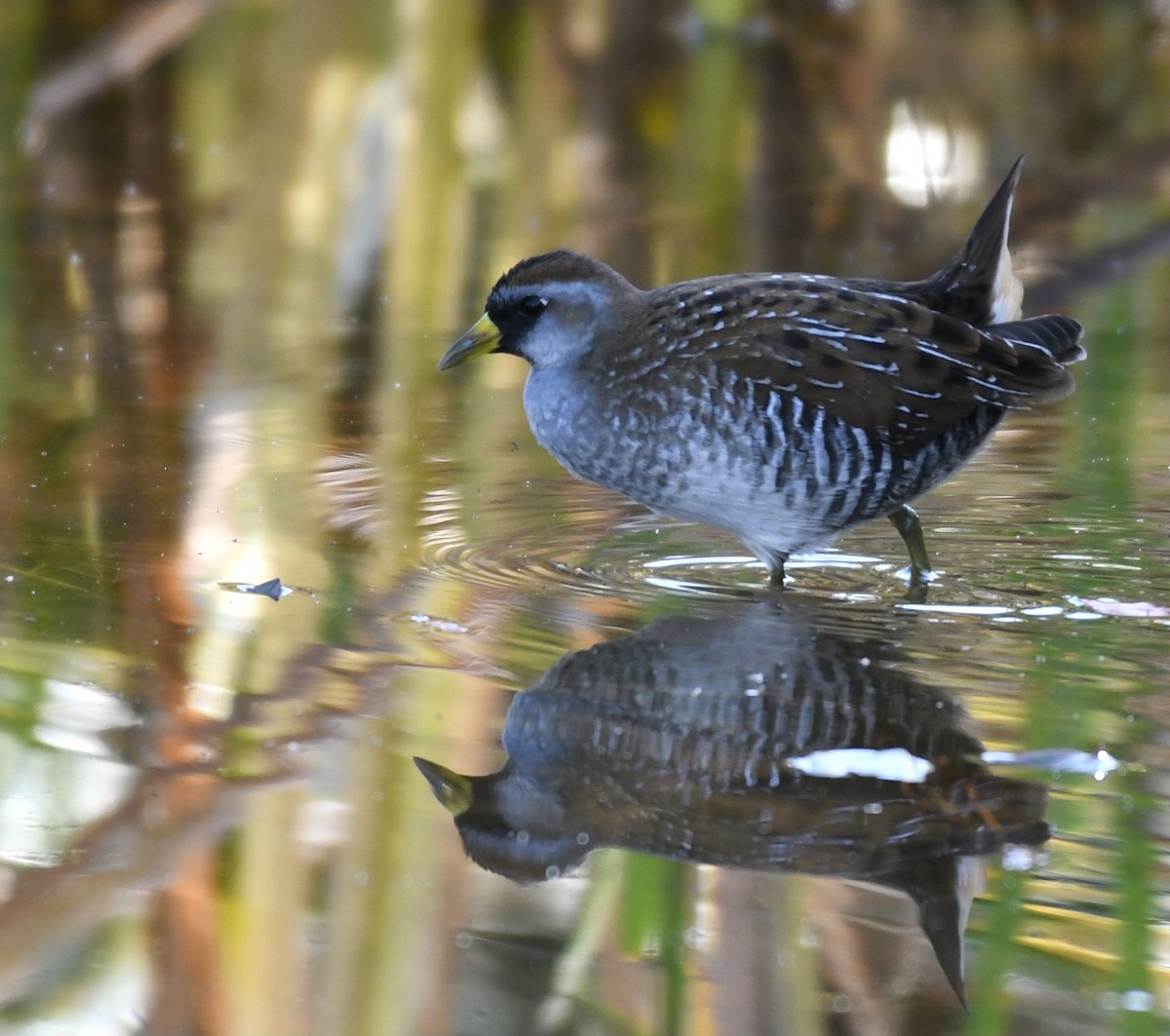 Sora uroilanda - ML177364611