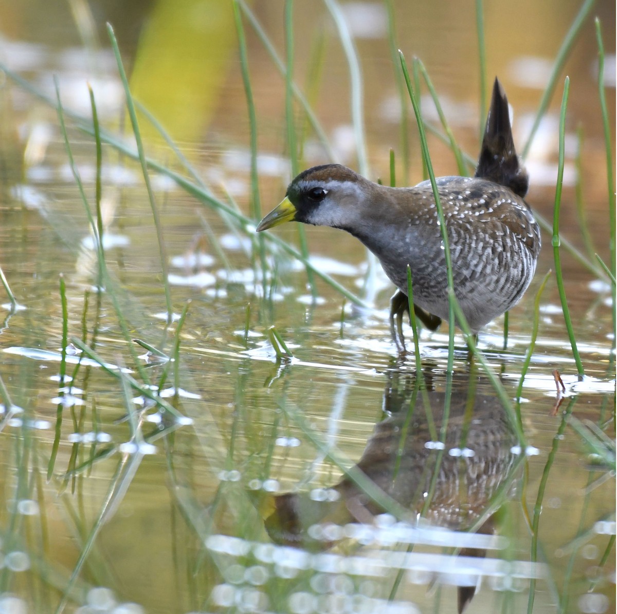 Sora uroilanda - ML177364631