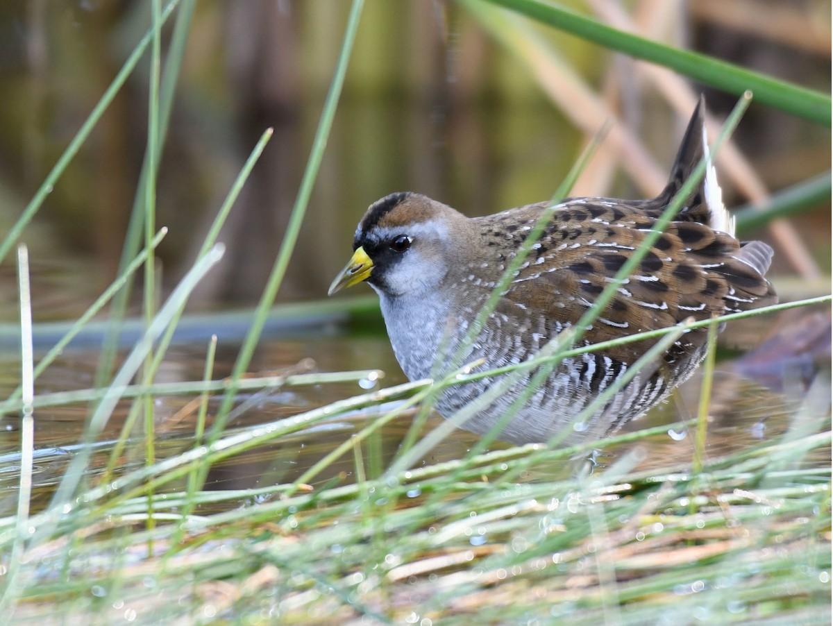 Sora uroilanda - ML177364661
