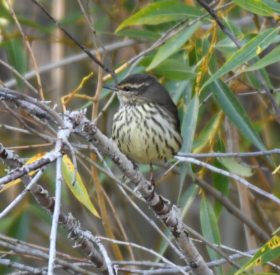Northern Waterthrush - ML177365001